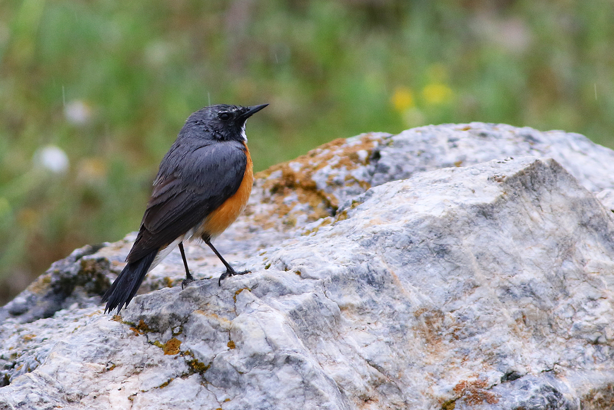 White-throated Robin